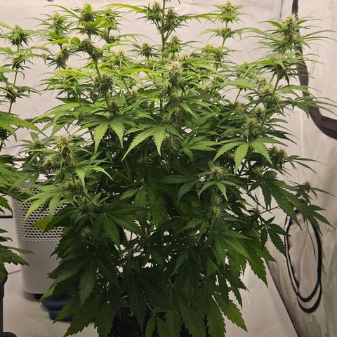 Northern Lights #2 growlog timeline photo