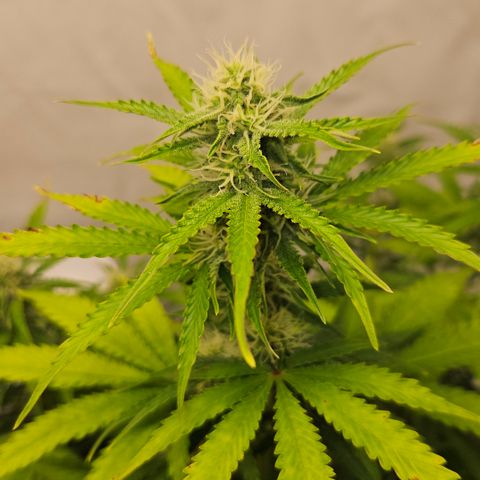 Northern Lights #2 growlog timeline photo