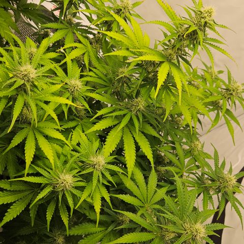 Northern Lights #2 growlog timeline photo