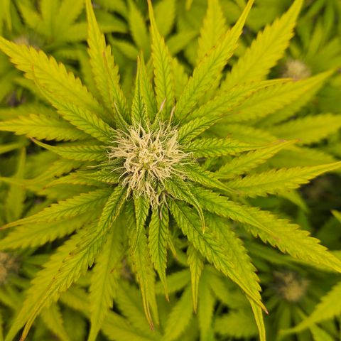 Northern Lights #1  growlog timeline photo