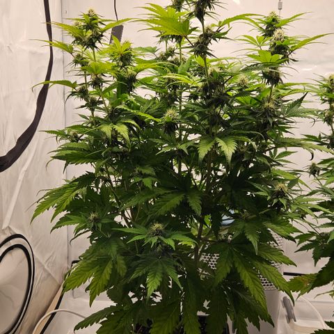 Northern Lights #1  growlog timeline photo