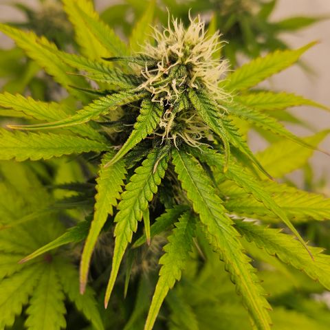 Northern Lights #1  growlog timeline photo