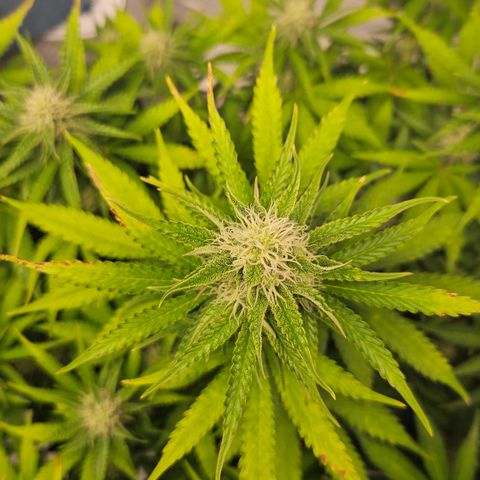 Northern Lights #2 growlog timeline photo