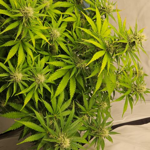 Northern Lights #2 growlog timeline photo