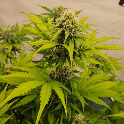 Northern Lights #1  growlog timeline photo