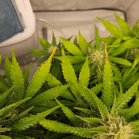 Northern Lights #2 growlog timeline photo