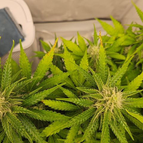 Northern Lights #2 growlog timeline photo
