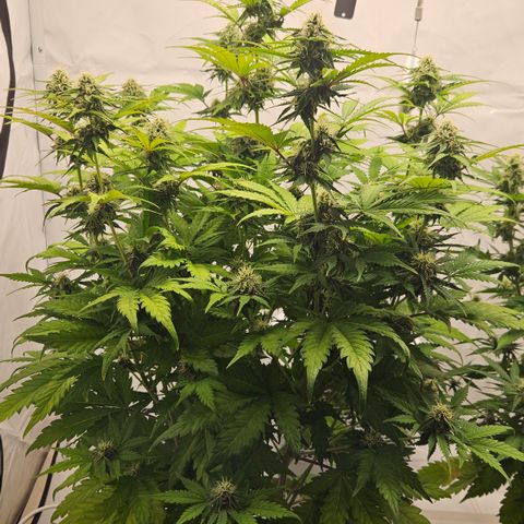 Northern Lights #1  growlog timeline photo