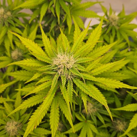 Northern Lights #1  growlog timeline photo