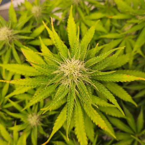 Northern Lights #2 growlog timeline photo