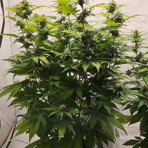 Northern Lights #1  growlog timeline photo