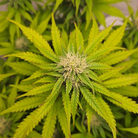 Northern Lights #1  growlog timeline photo