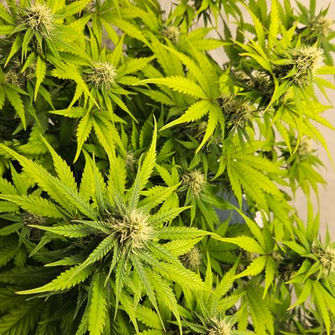 Northern Lights #1  growlog timeline photo