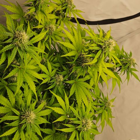 Northern Lights #1  growlog timeline photo