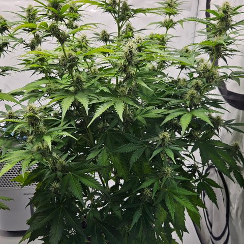 Northern Lights #2 growlog timeline photo