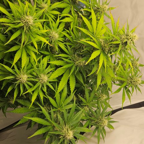 Northern Lights #2 growlog timeline photo