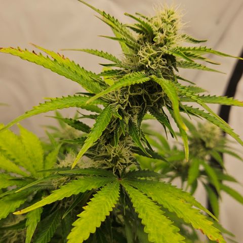 Northern Lights #2 growlog timeline photo