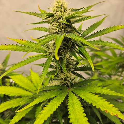 Northern Lights #2 growlog timeline photo