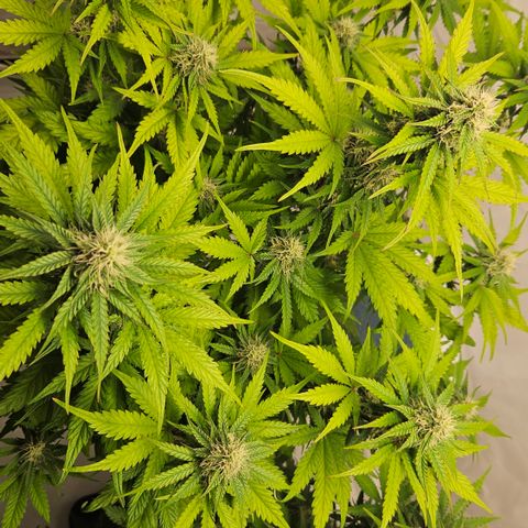 Northern Lights #1  growlog timeline photo