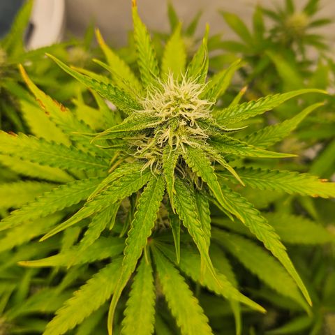 Northern Lights #2 growlog timeline photo