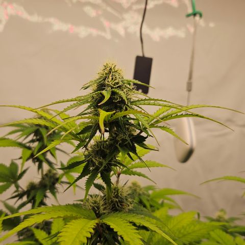 Northern Lights #1  growlog timeline photo