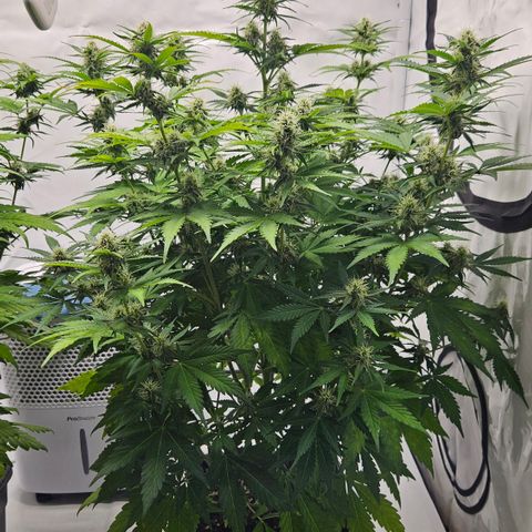 Northern Lights #2 growlog timeline photo