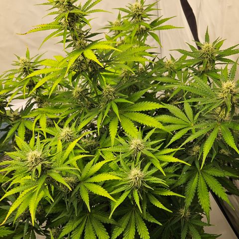 Northern Lights #2 growlog timeline photo