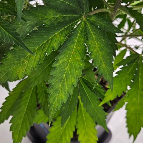 Northern Lights #2 growlog timeline photo