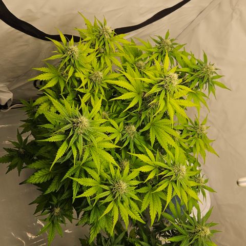 Northern Lights #1  growlog timeline photo