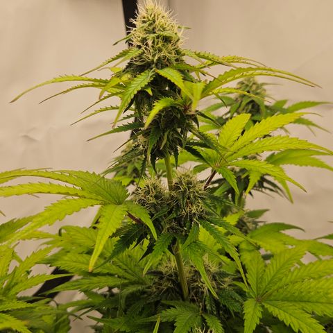 Northern Lights #1  growlog timeline photo
