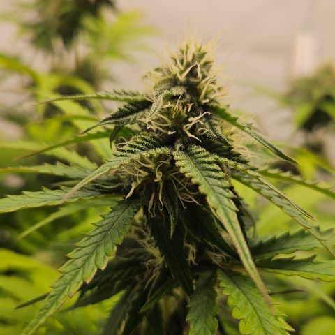 Northern Lights #1  growlog timeline photo