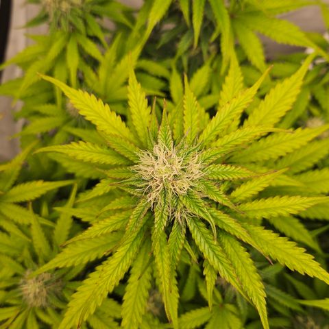 Northern Lights #1  growlog timeline photo