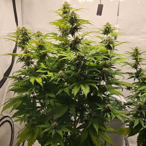 Northern Lights #1  growlog timeline photo