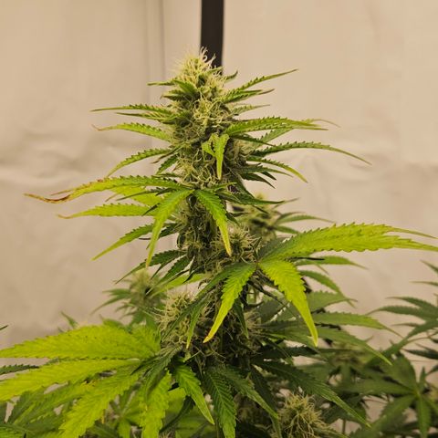 Northern Lights #2 growlog timeline photo