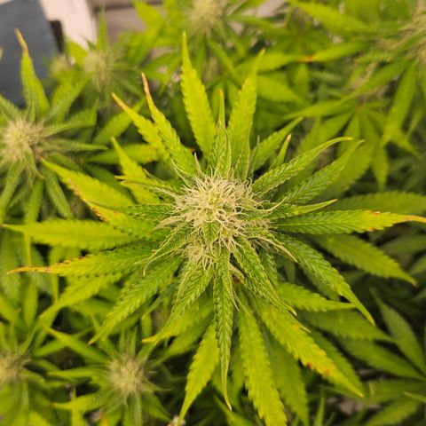 Northern Lights #2 growlog timeline photo