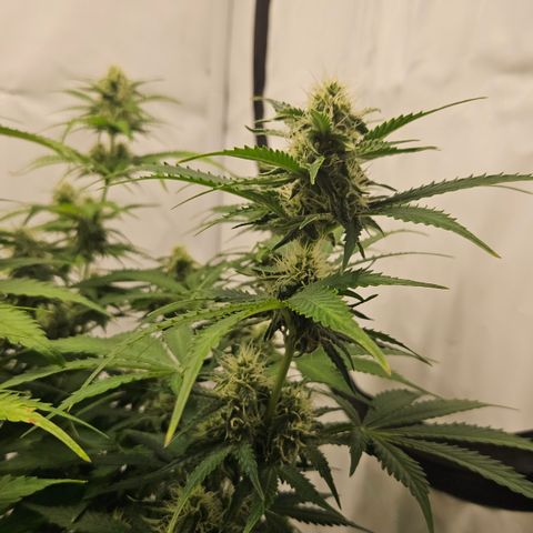 Northern Lights #2 growlog timeline photo