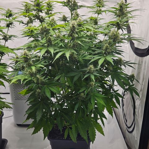 Northern Lights #2 growlog timeline photo