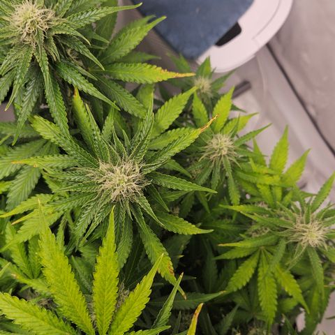 Northern Lights #2 growlog timeline photo