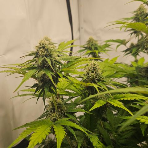 Northern Lights #1  growlog timeline photo