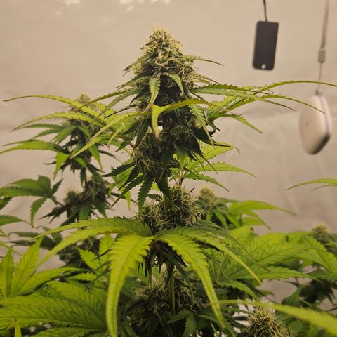 Northern Lights #1  growlog timeline photo