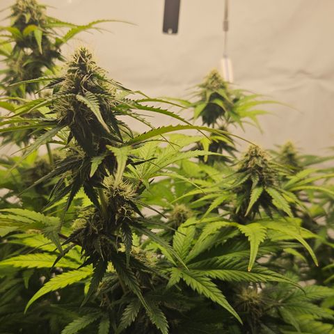 Northern Lights #1  growlog timeline photo