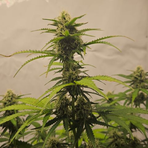Northern Lights #2 growlog timeline photo