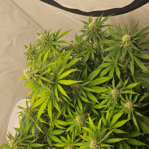 Northern Lights #2 growlog timeline photo