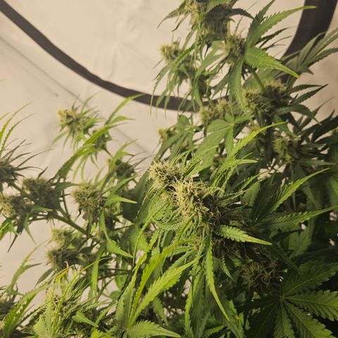 Northern Lights #2 growlog timeline photo