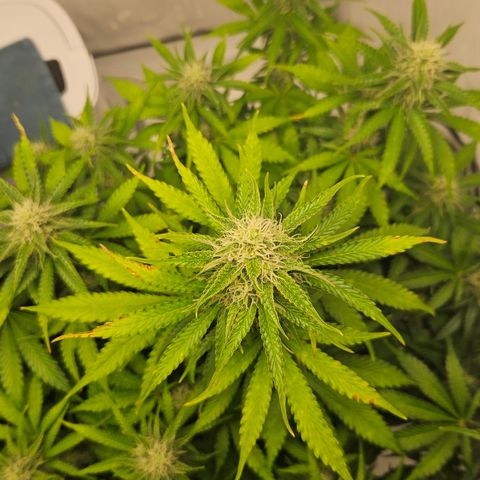 Northern Lights #2 growlog timeline photo