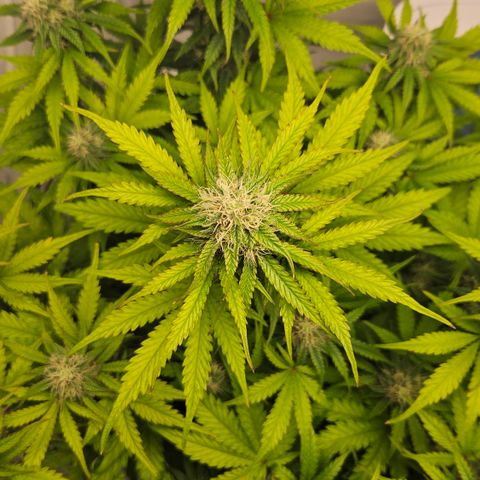 Northern Lights #1  growlog timeline photo