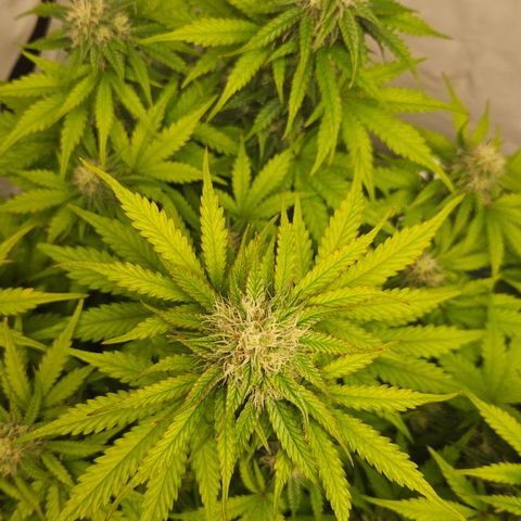 Northern Lights #1  growlog timeline photo