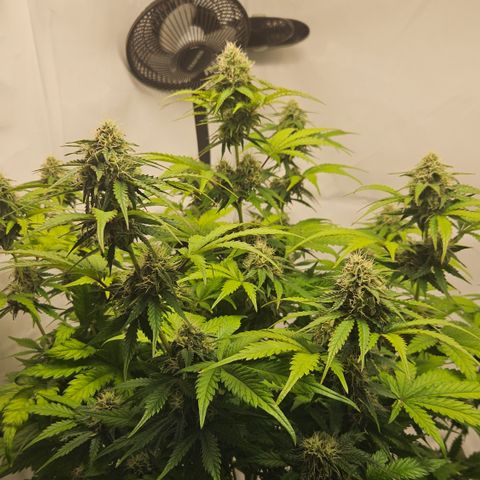 Northern Lights #1  growlog timeline photo