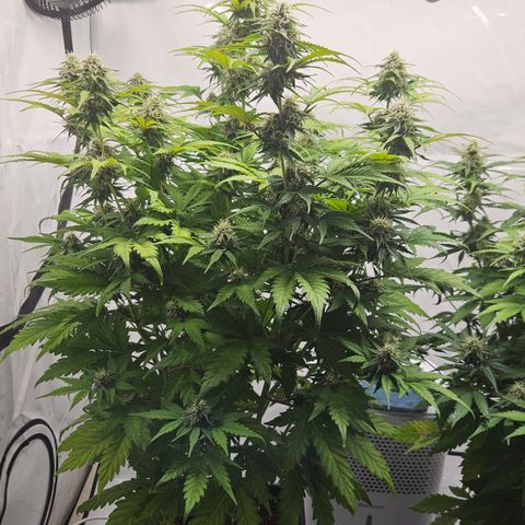 Northern Lights #1  growlog timeline photo