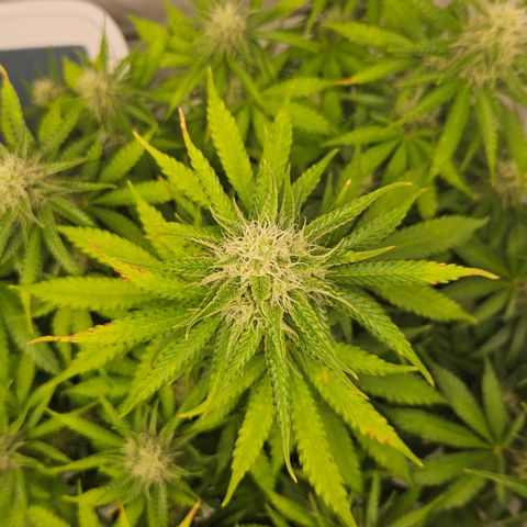 Northern Lights #2 growlog timeline photo